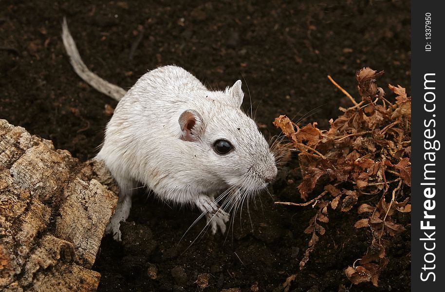 Cute white female rodent outdoors
