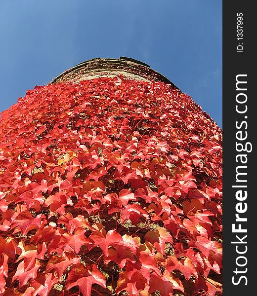 A tower covered with ivy in the autumn. A tower covered with ivy in the autumn