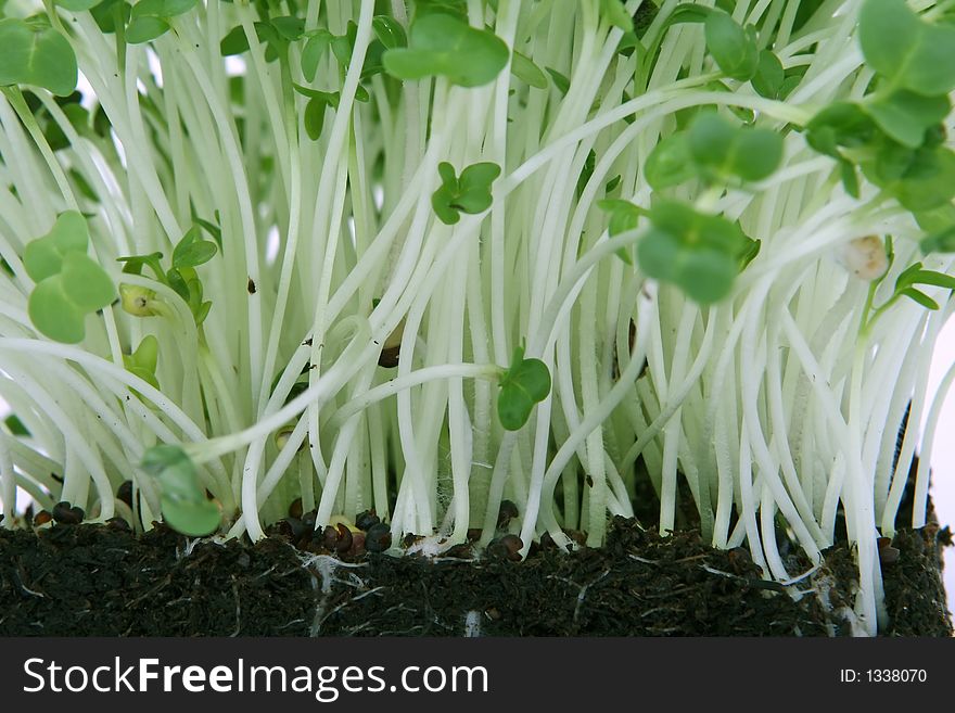 Fresh healthy green cress seeds, close up