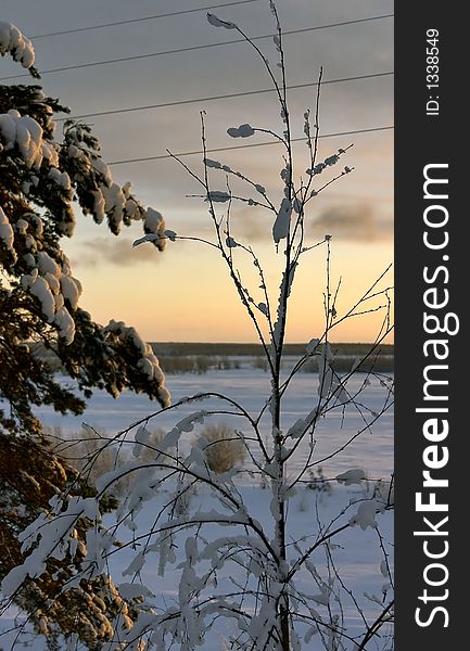 Snow-bound trees in a park and sunset