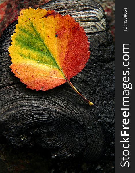 Colorful leaf laying on a black wooden surface. Colorful leaf laying on a black wooden surface