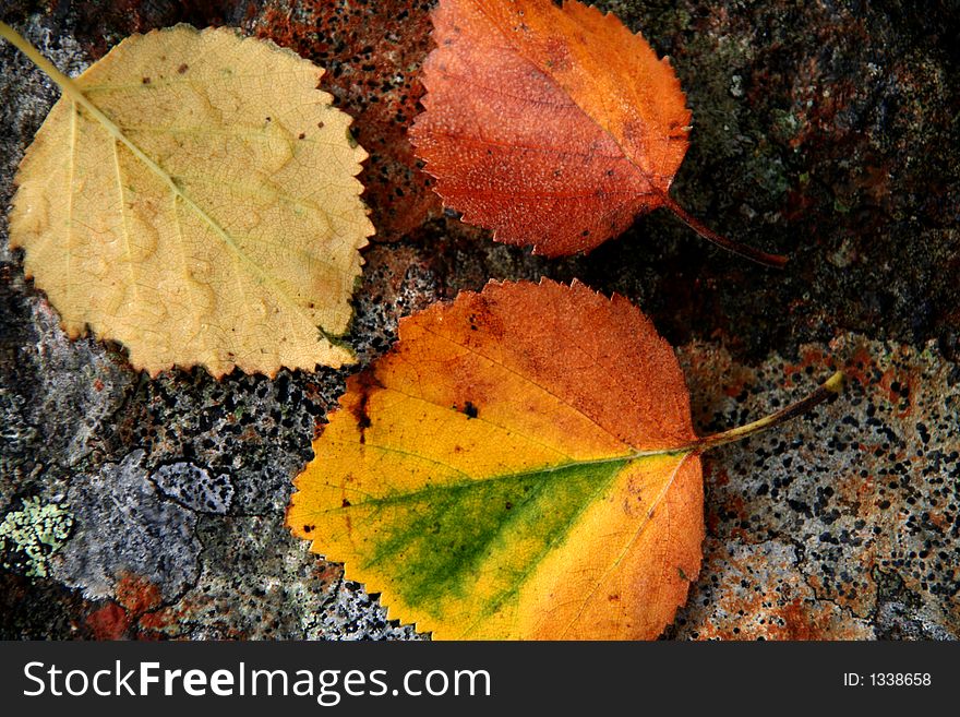 Three leafs with autumn color laying on a stone surface. Three leafs with autumn color laying on a stone surface