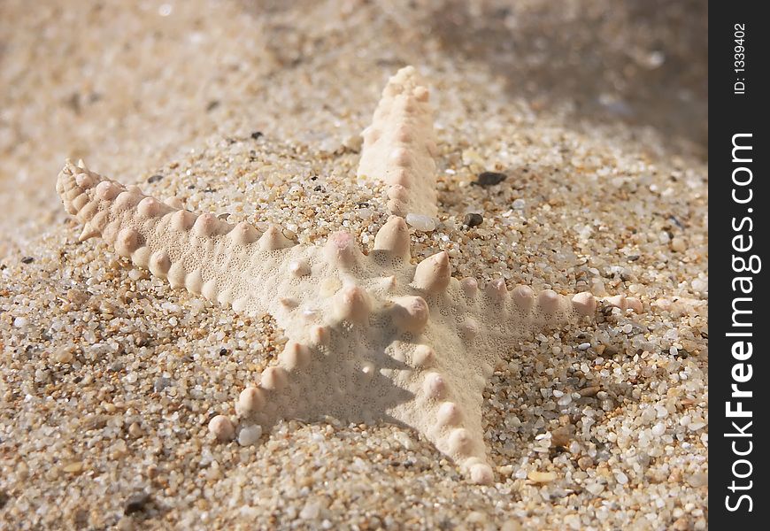 White starfish stuck into the sand. White starfish stuck into the sand