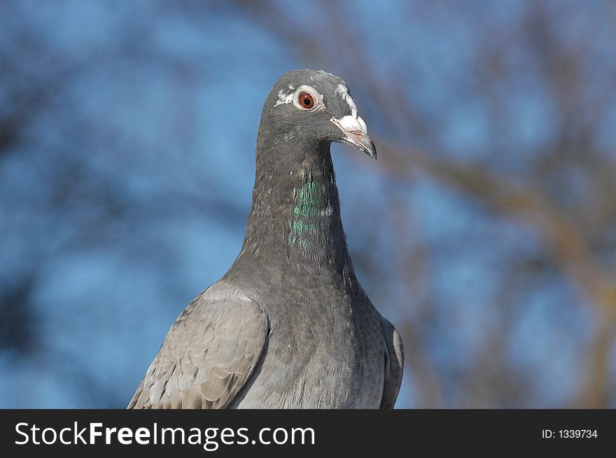 A close-up of a young carrier pigeon