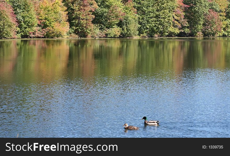 Leaves, changing, colors, reflections, colorful, ducks, water, ripples, nature, summertime, warm, seasonal, trees, shrubs. Leaves, changing, colors, reflections, colorful, ducks, water, ripples, nature, summertime, warm, seasonal, trees, shrubs