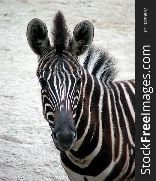 Portrait of a young zebra. Portrait of a young zebra
