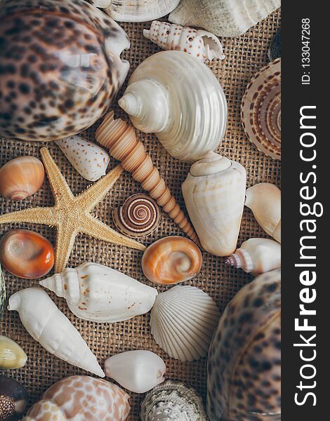 Seashells mix background. Close up of seashells texture and background for design.
