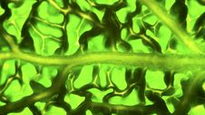 Savoy Cabbage Leaf Stock Photo Savoy Cabbage Leaf Stock Photo