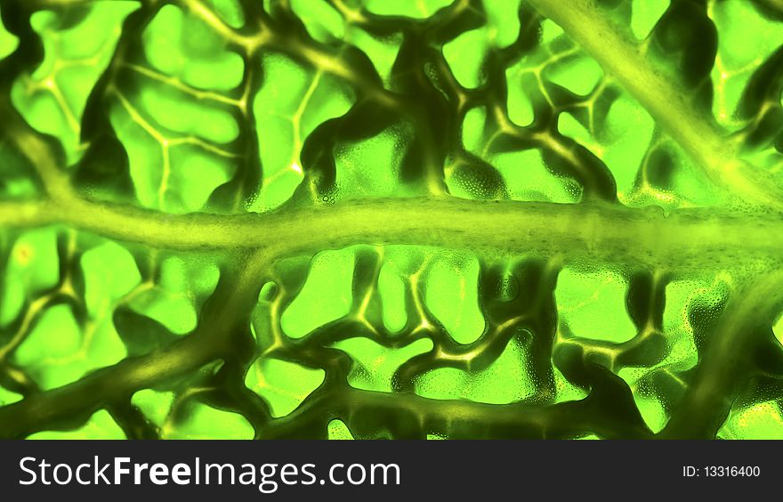 Macro shot of back-lit Savoy cabbage leaf, fresh and vibrant colours