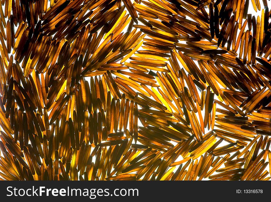 Wild Canadian rice; macro shot, unusual texture and colours. Wild Canadian rice; macro shot, unusual texture and colours