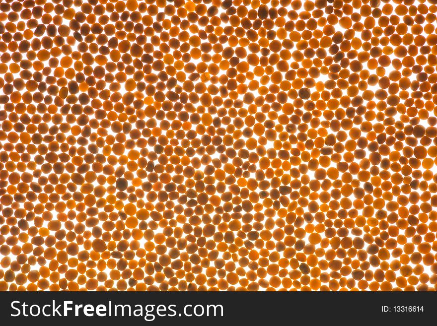 Yellow mustard seeds isolated on white back lit background; interesting shapes