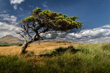 Beautiful Lone Tree In A Field Royalty Free Stock Photography Beautiful Lone Tree In A Field Royalty Free Stock Photography