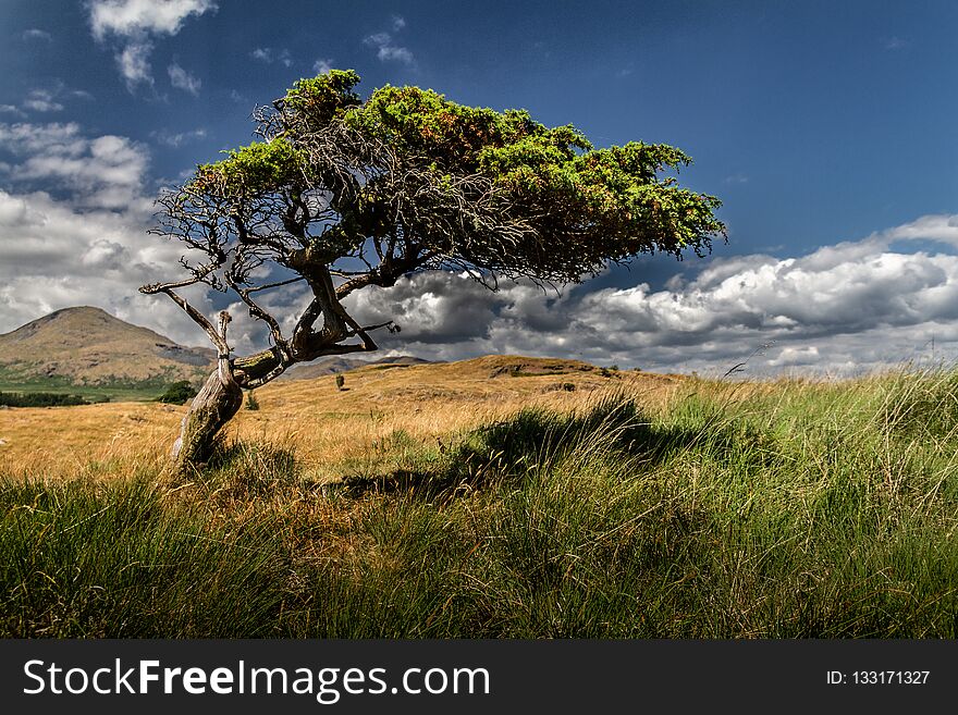 Beautiful lone tree in a field with green and yellow grass.