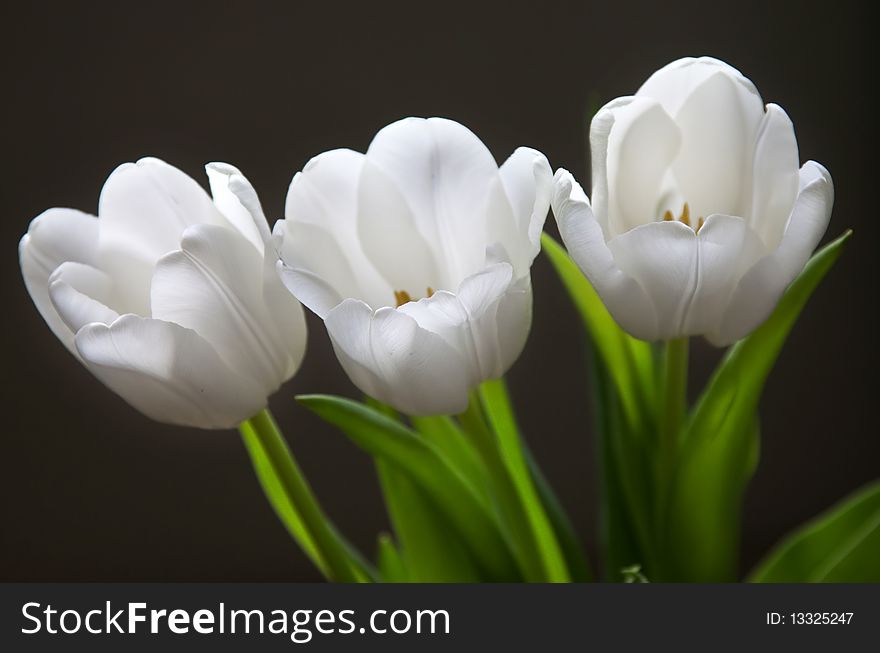 Beautiful white tulips on white background