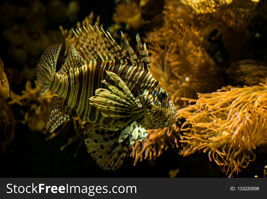 Red lionfish Pterois volitans, venomous coral reef fish, Salt water marine fish