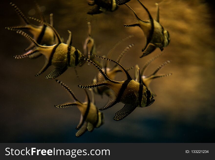 Banggai cardinalfish only found around Sulawesi, Indonesia, beautiful planted tropical aquarium with fish