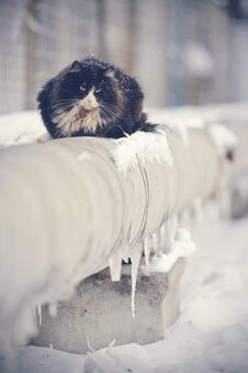 Frozen Homeless Cat Basking In The Winter On The Pipes Stock Photography