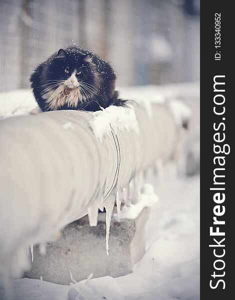 Frozen homeless black cat basking in the winter on the pipes