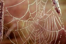Beautiful Autumn Web With Water Drops.Nature Background. Stock Photography