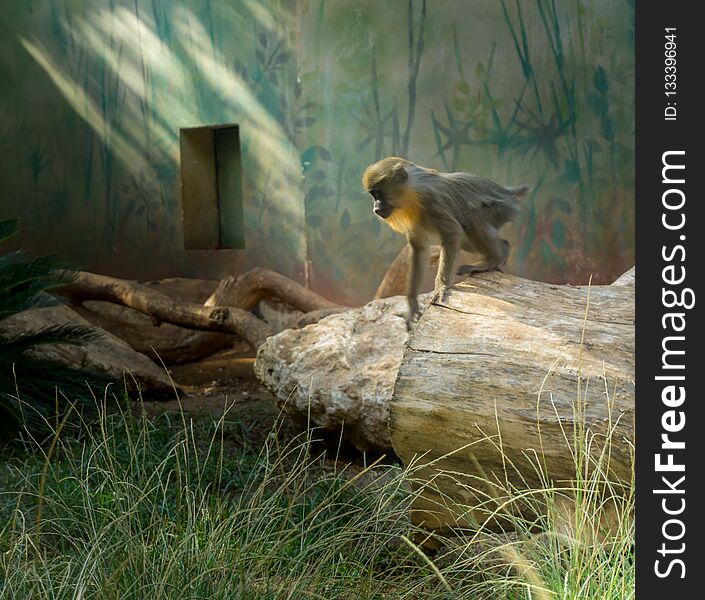 White-Faced Capuchins Cebus capucinus knelting like a Mowgli on a tree during the midday heat in Ramat Gan Safari Park, Tel Aviv, Israel