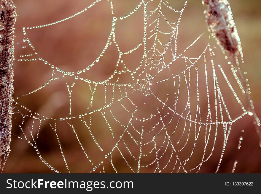 Beautiful autumn web with water drops.Nature Background.