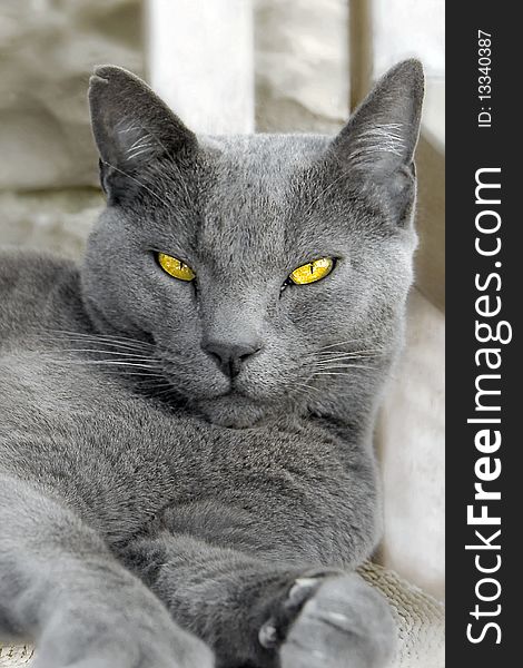 Russin blue male cat with beutifull yellow eyes. Russin blue male cat with beutifull yellow eyes