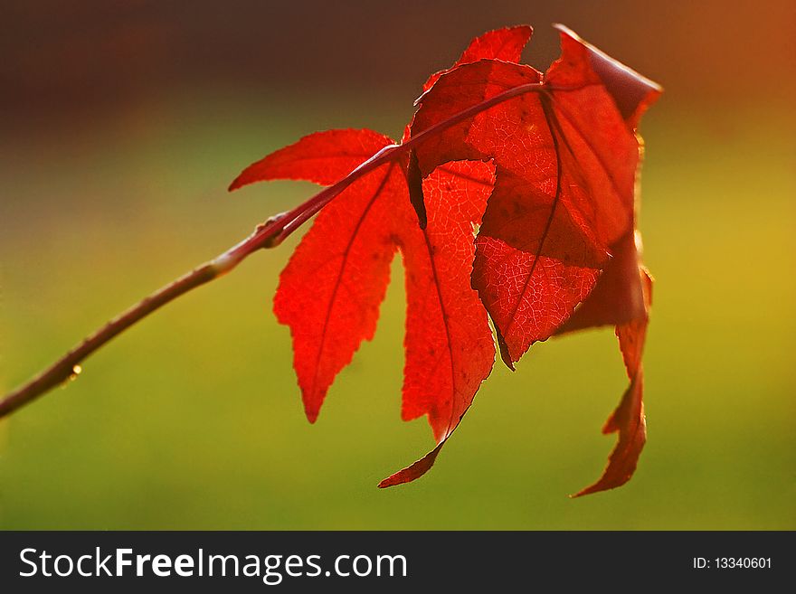 Red maple leaves on a fall sunny day