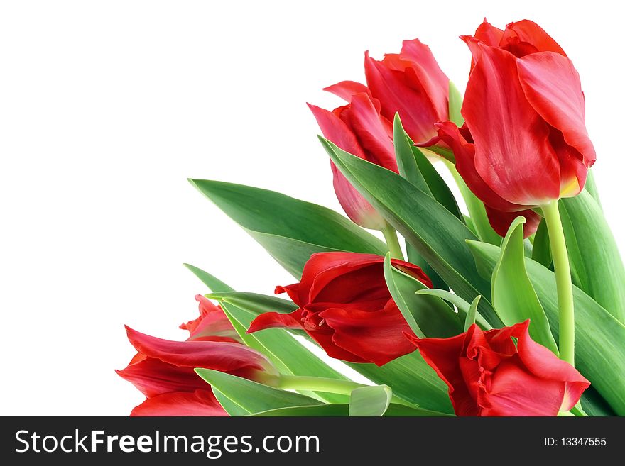 Magnificent bouquet of red spring tulips background. Isolated on white. Magnificent bouquet of red spring tulips background. Isolated on white.