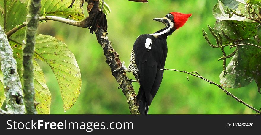 Bird, Beak, Woodpecker, Ecosystem