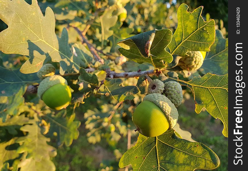 Leaf, Fruit Tree, Acorn, Fruit