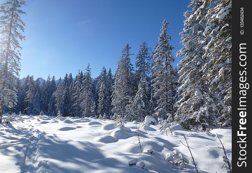 Winter, Snow, Tree, Sky