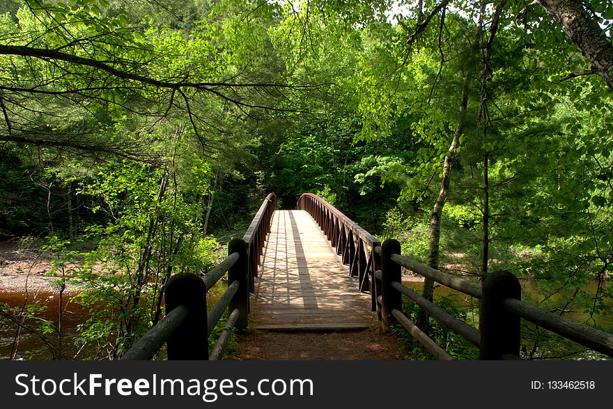 Nature, Path, Nature Reserve, Woodland