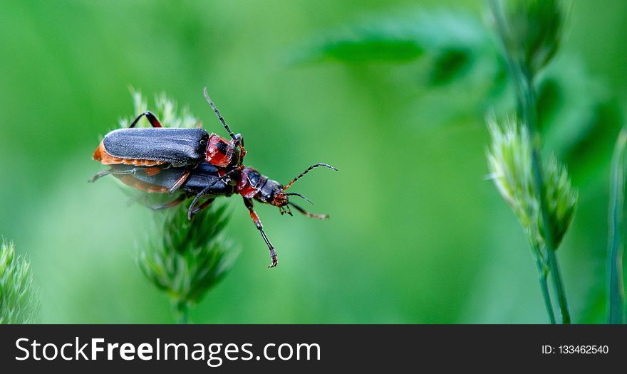 Insect, Beetle, Invertebrate, Organism