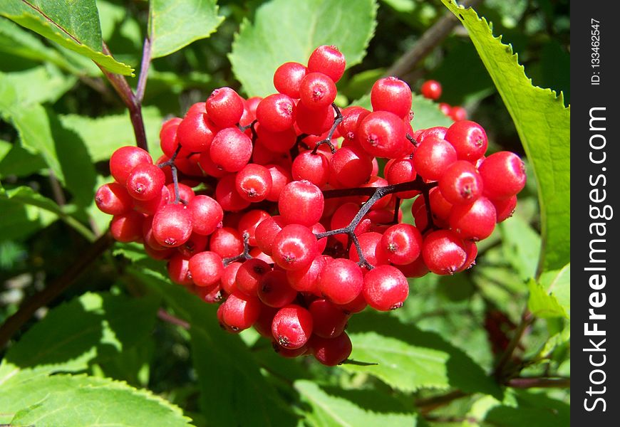 Berry, Plant, Fruit, Rowan