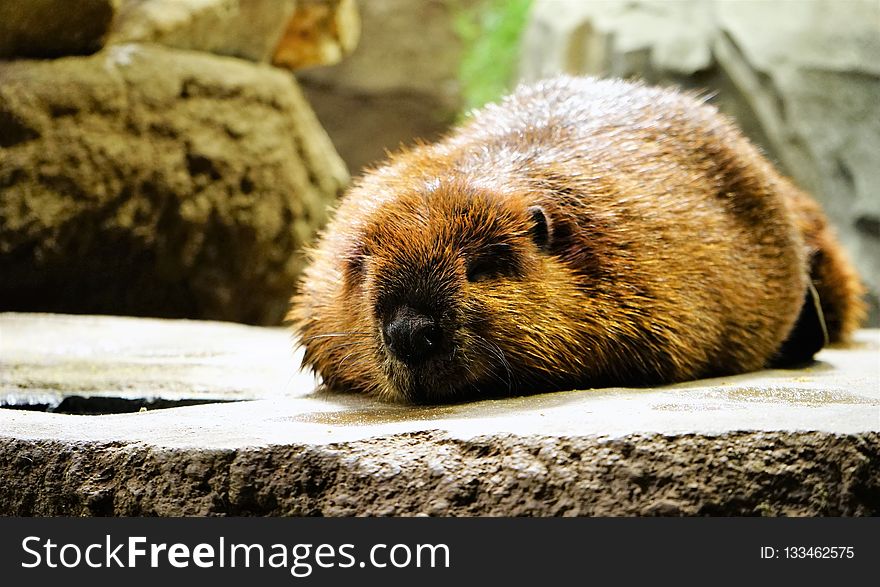Beaver, Mammal, Fauna, Snout