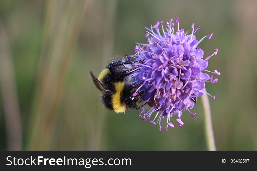 Bee, Bumblebee, Nectar, Honey Bee