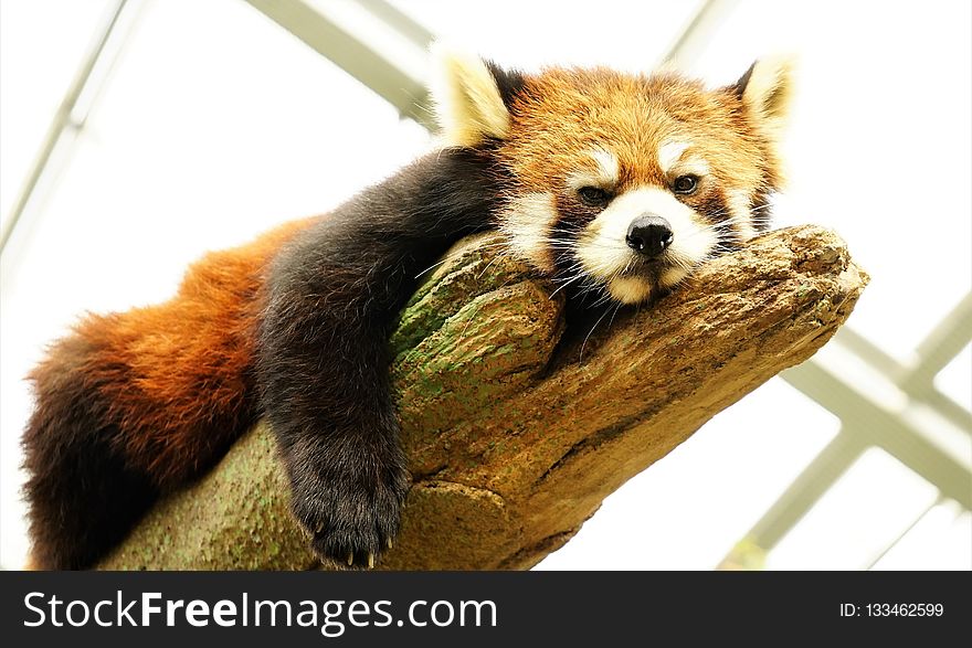 Red Panda, Mammal, Fur, Snout