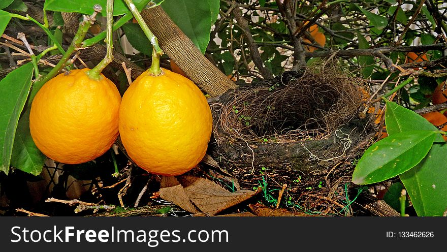 Fruit, Citrus, Fruit Tree, Plant