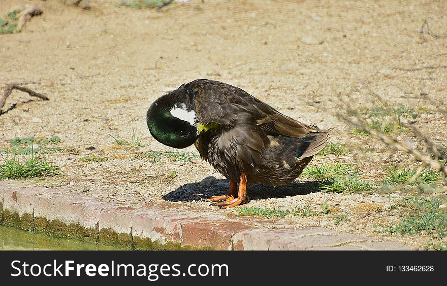 Bird, Duck, Fauna, Water Bird