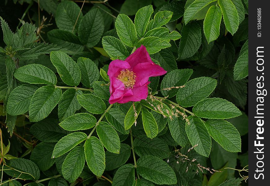 Plant, Flower, Rose Family, Flowering Plant