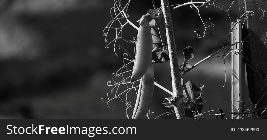 Black And White, Black, Monochrome Photography, Branch