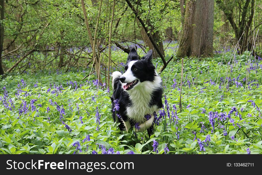 Plant, Nature Reserve, Flower, Dog Breed