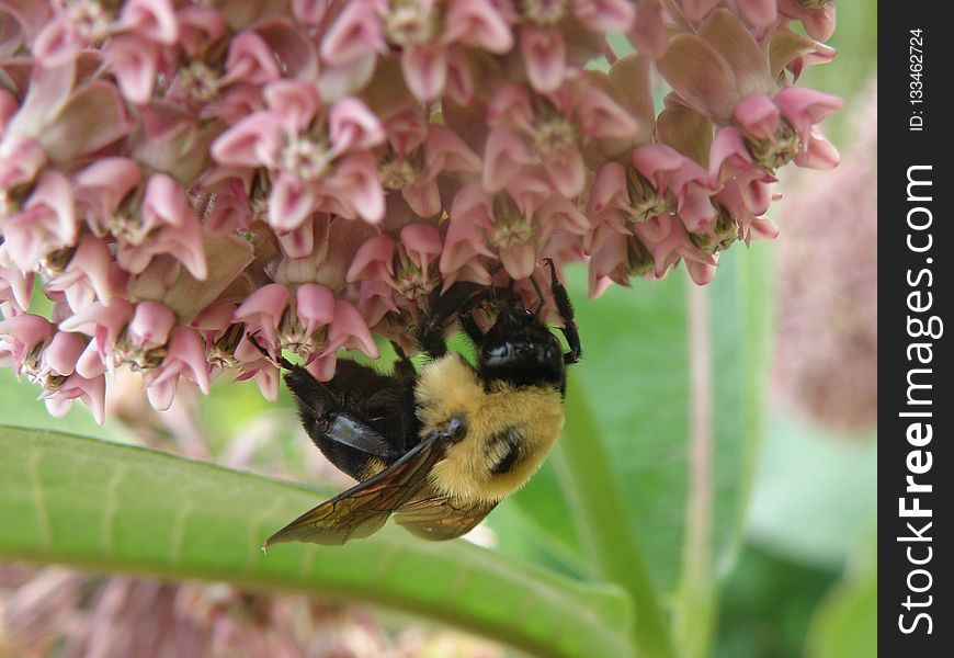 Bee, Bumblebee, Honey Bee, Nectar