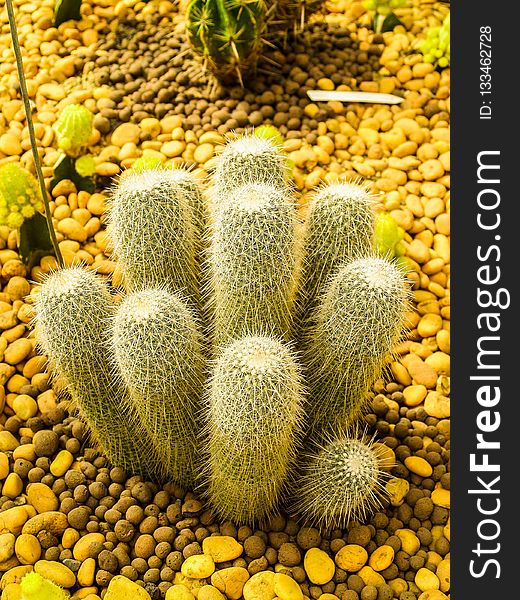 Cactus, Plant, Vegetation, Thorns Spines And Prickles