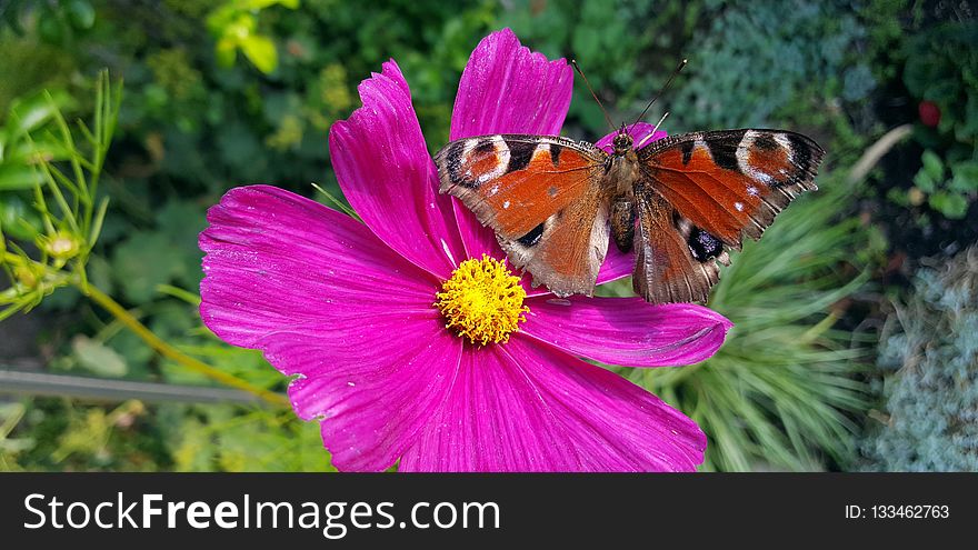 Flower, Flora, Butterfly, Nectar