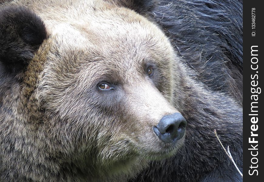 Grizzly Bear, Mammal, Brown Bear, Fauna