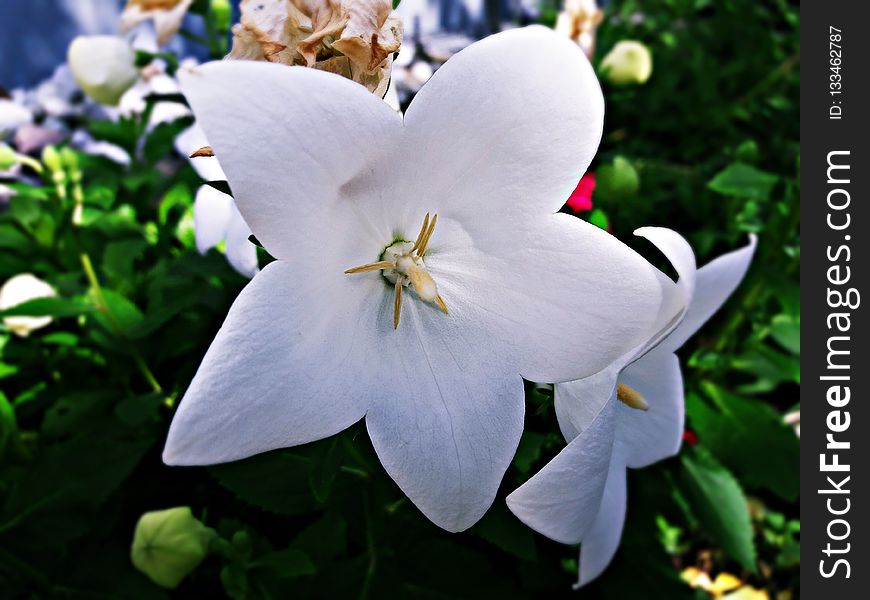 Flower, Plant, White, Flora