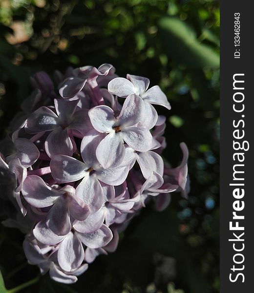 Flower, Flora, Plant, Lilac