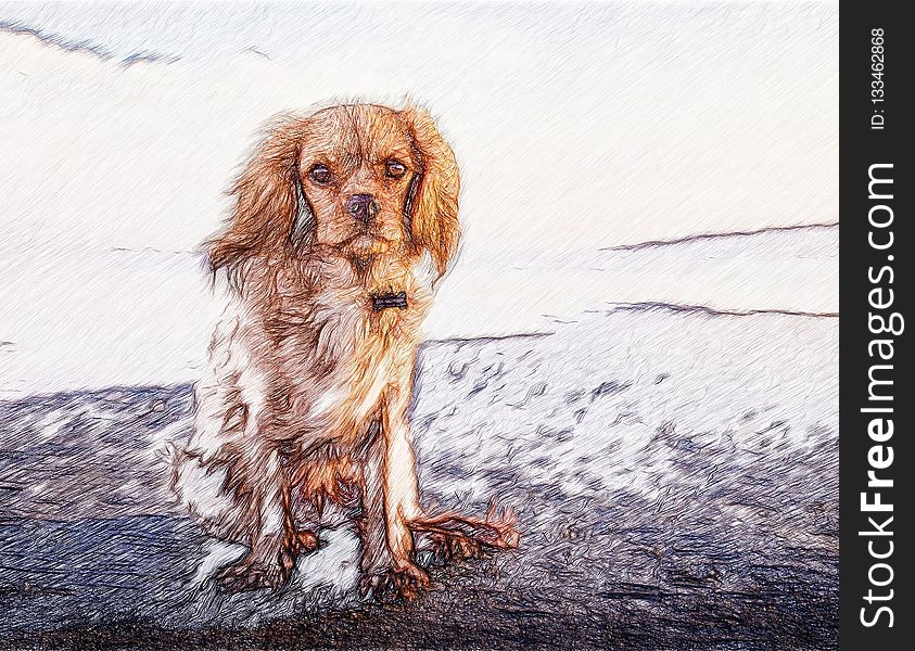 Dog, Dog Like Mammal, Dog Breed, Spaniel