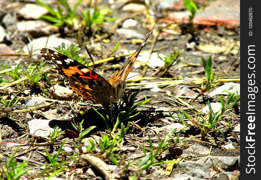 Butterfly, Moths And Butterflies, Insect, Invertebrate